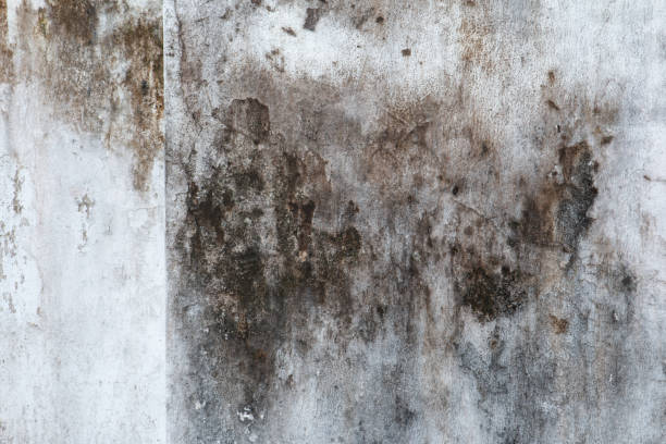 Best Attic Mold Removal  in Douglasville, GA