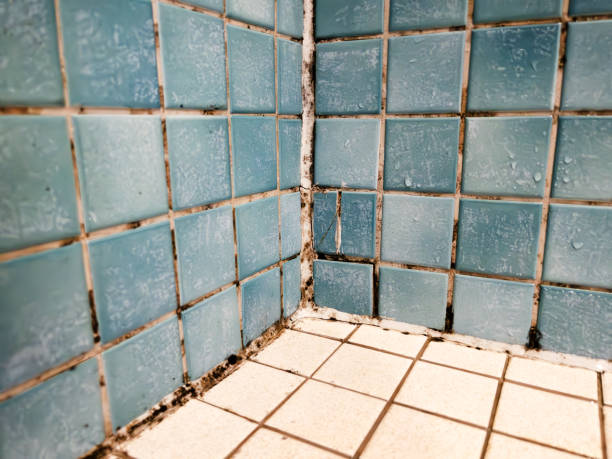 Best Post-Construction Mold Inspection  in Douglasville, GA
