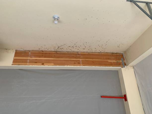 Best Industrial Mold Remediation  in Douglasville, GA